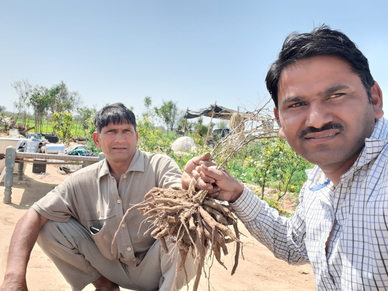 Farmers showing harvested roots in the field