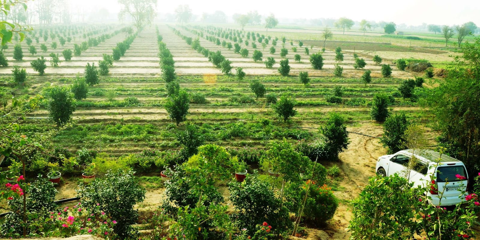 Wide view of Swami Natural Farming fields and orchard rows
